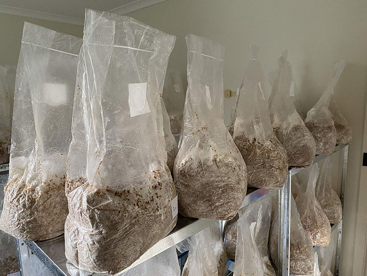 The use of PP Mushroom Grow Bags differs from traditional cultivation